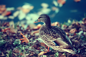 duck autumn park pond / bird by the pond in the park, mallard migratory bird