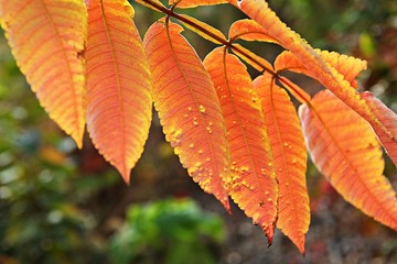 가을풍경입니다