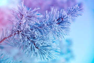 Pine branches covered with hoarfrost. Natural winter background. Winter nature. Snowy forest....