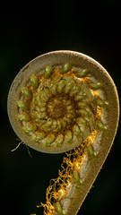closeup of fern bud in the tropical rain forest with sunbeam