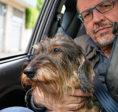 dachshund dog in car with man
