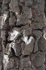 Black and white texture of birch bark. Birch background of tree bark. The natural pattern. Macro photo of birch bark tree