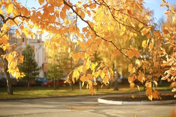 branches leaves yellow background / abstract seasonal background falling leaves beautiful photo