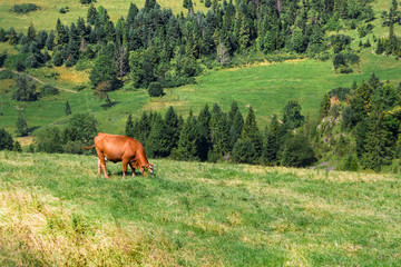 Grazing Cow in Pieniny mountains. Summer.