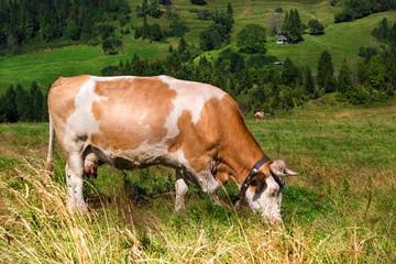 Fototapeta na wymiar Grazing Cow in Pieniny mountains. Summer.