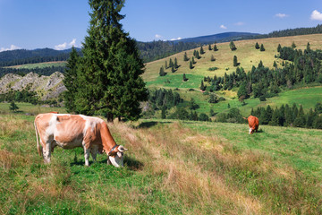 Grazing Cow in Pieniny mountains. Summer.