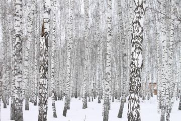 Birch tree forest in winter. Tranquil and beautiful black and white  landscape. Peaceful place.