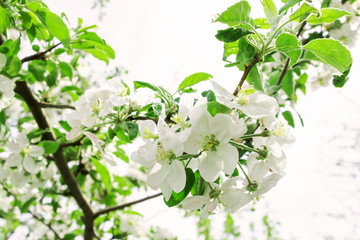 Selective focus to the flowering branches of apple trees on a blurred background.
