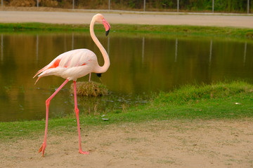 Close up of flamingo 