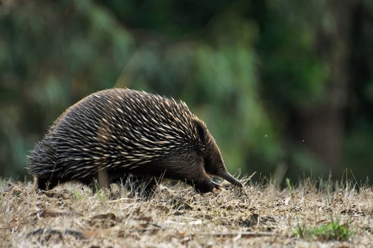 An echidna or spiny ant eater foraging in the Wonthaggi Wetlands Conservation Par on the Bass Coast in Gippsland, Victoria, Australia