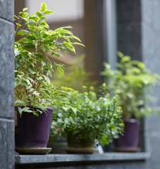 Fototapeta na wymiar Facade with green decorative plants on windowsill