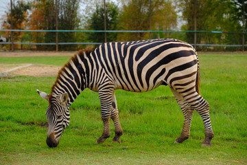 Obraz na płótnie Canvas Close up of zebra
