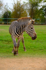 Fototapeta na wymiar Close up of zebra