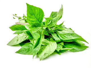 fresh Sweet Basil, Thai Basil leaf (Ocimum basilicum) isolated on white background