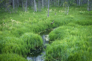 overgrown little river in forest in summer at sunset
