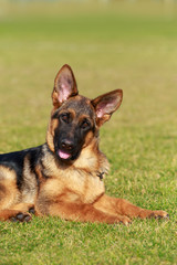 German Shepherd Dog