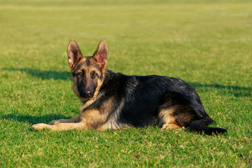 German Shepherd Dog