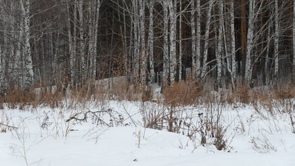 winter rural landscape with a river and trees