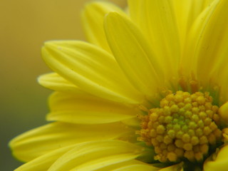 Chrysanthemum indicum Scientific name Dendranthema morifolium,  Flavonoids,Closeup pollen of  yellow flower, macro photo