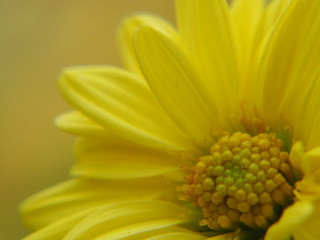 Chrysanthemum indicum Scientific name Dendranthema morifolium,  Flavonoids,Closeup pollen of  yellow flower, macro photo