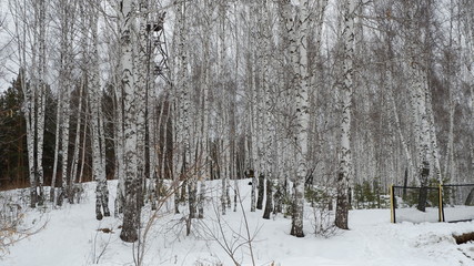 Fototapeta premium forest in winter