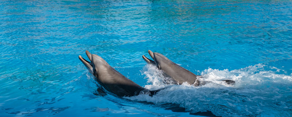 Obraz premium dolphins swimming in the blue sea