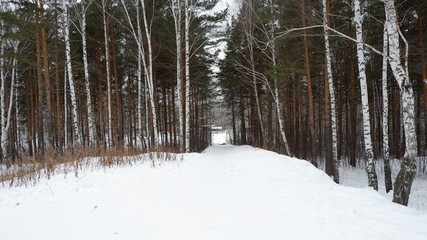 forest in winter