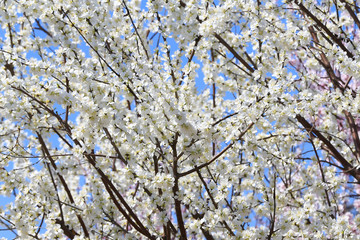 Blooming peach blossoms in the garden