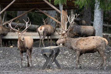 brown european deers with big antlers at feeding place in bavarian forest