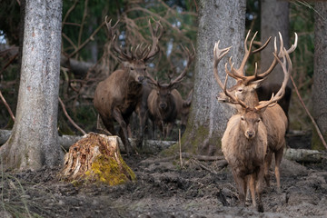 herd of european deers with huge antlers walking out of forest © A2LE
