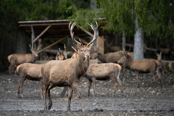 huge deer in front of feeding of game animals place in germany forest