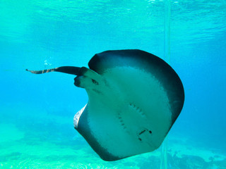 Stingray in blue water