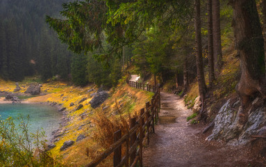 wooden bridge in the forest