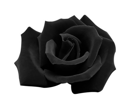 Black rose isolated on white background, clipping path and - soft focus