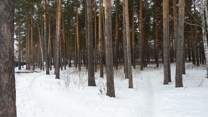 forest in winter