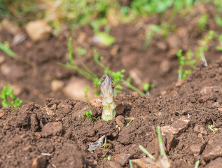 Growth of asparagus in brown soil on sunlight