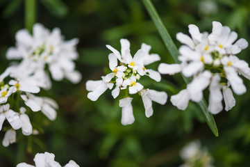 Obraz na płótnie Canvas Natural background with white flowers, soft focus