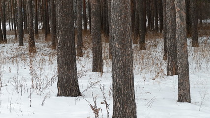 Fototapeta premium wooden fence in snow