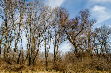 Fototapeta na wymiar Panorama sleeve of the Danube River near Novi Sad 