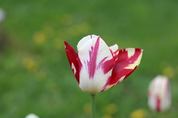 red white tulip
