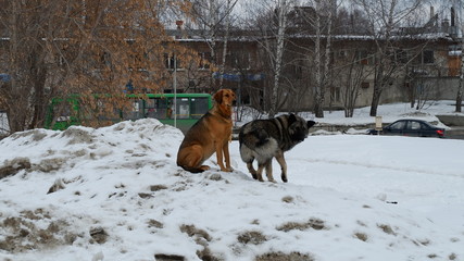 Naklejka premium dog in snow