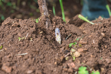 Asparagus growth harvesting. One growth of asparagus, gardening tool on sunlight, close up