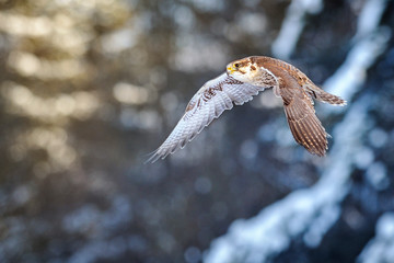 Falcon. Flying falcon in winter. Falco cherrug. Colour background. Bird fly