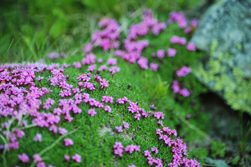 Obraz premium Phlox subulata. Beautiful small violet flowers in moss.