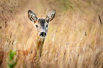 European deer in morning. Roe deer in high dry grass. Capreolus capreolus