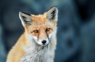 Red fox head detail. Red fox close up.  Fox eyes