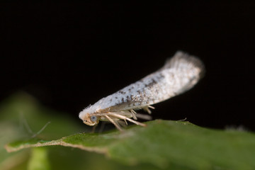 Argyresthia retinella is a moth of the family Yponomeutidae.