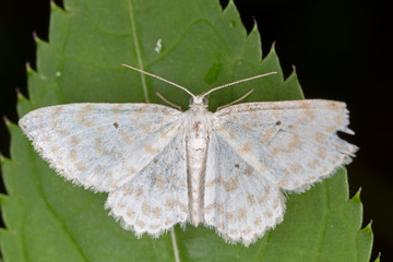 Asthena anseraria is a moth of the family Geometridae. 