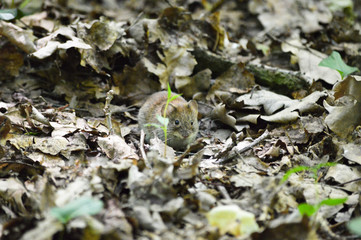 Small vole hidden in the brown and yellow fallen leaves in forest