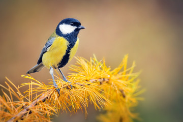 Great tit sitting on larch branch in autumn. Parus major small colour bird.